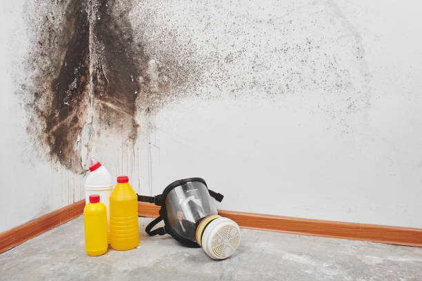 Why You Should Choose Our Mold Remediation Services in Swoyersville, PA